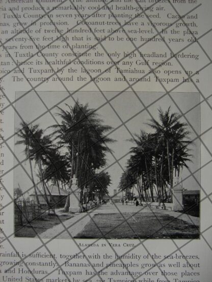 AFICHE ANTIGUO. ESTADO DE VERACRUZ Y TEODORO DEHESA 1897 - Image 12